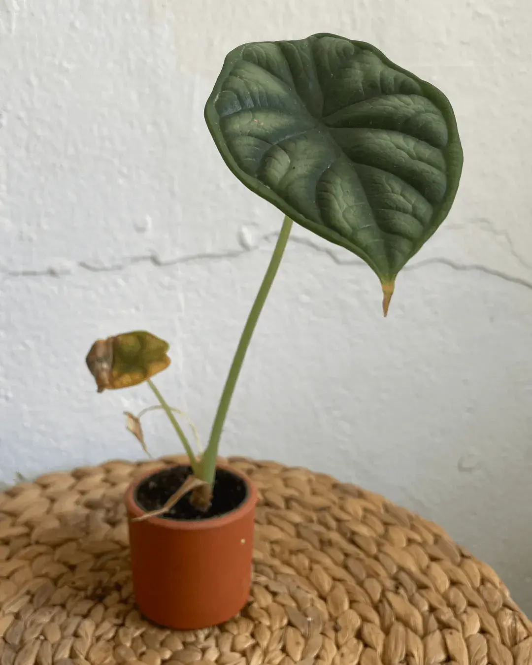 alocasia-problemas-riego problemas- riego alocasia