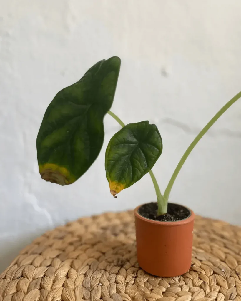 puntas-amarillas alocasia