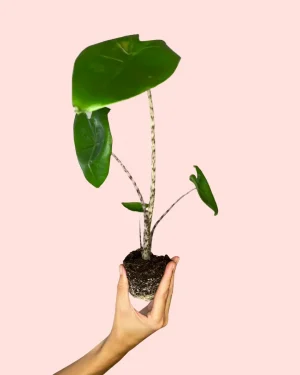 Plantas Mini de Interior | Comprar Online | Pur Plant