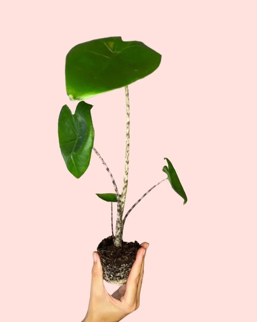 alocasia-zebrina-planta