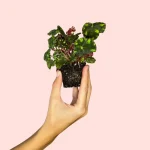 Bebé Begonia Rex Frog