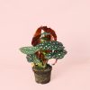 begonia-maculata