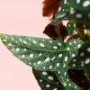 begonia-maculata-hoja
