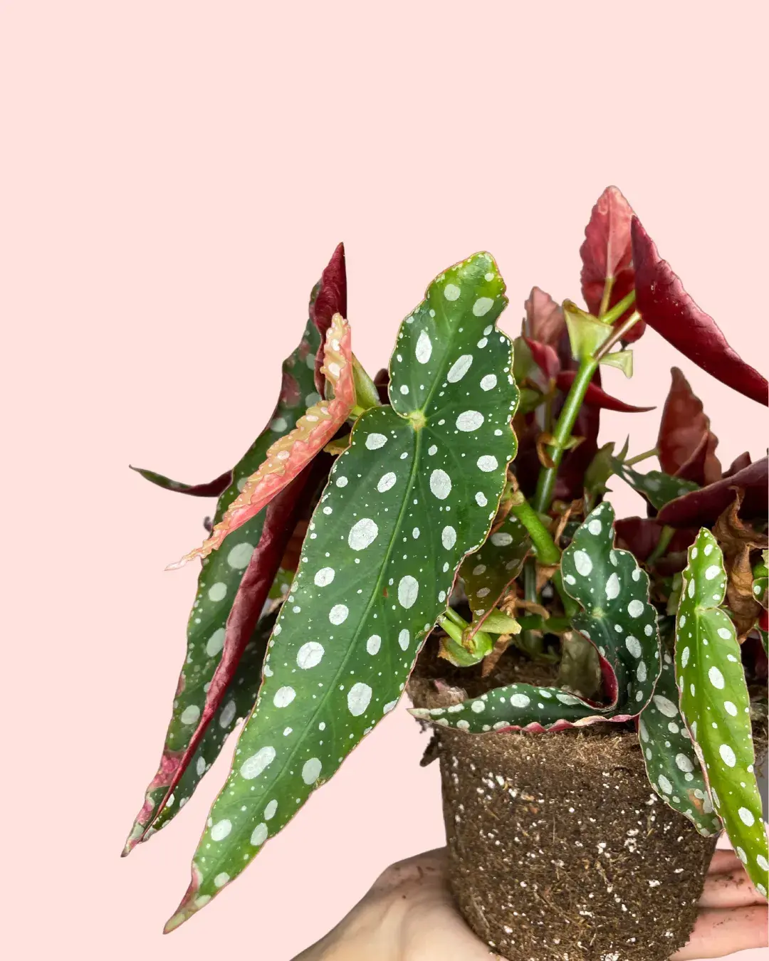 Begonia Maculata | Comprar Online | Pur Plant