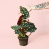 begonia-maculata-planta