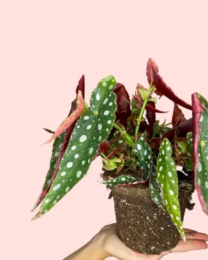 begonia-maculata-planta