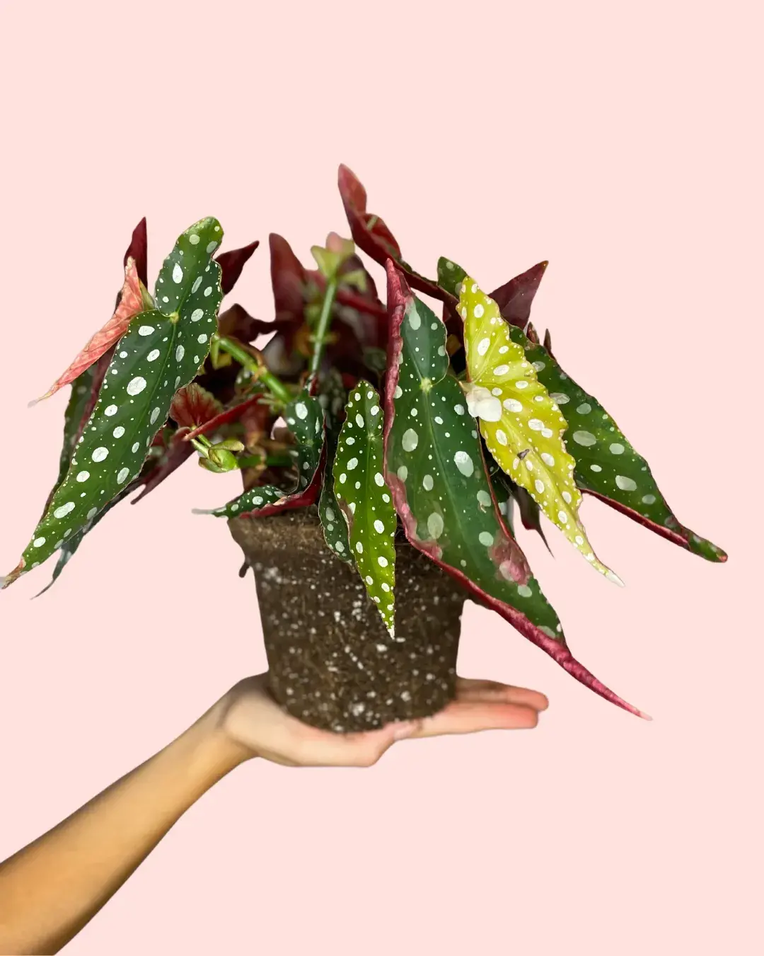 begonia-maculata