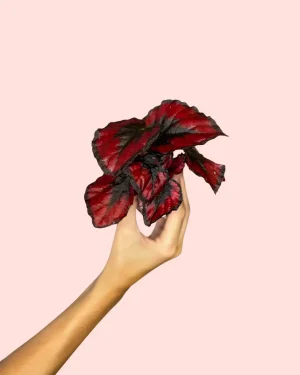 begonia-rex-blade