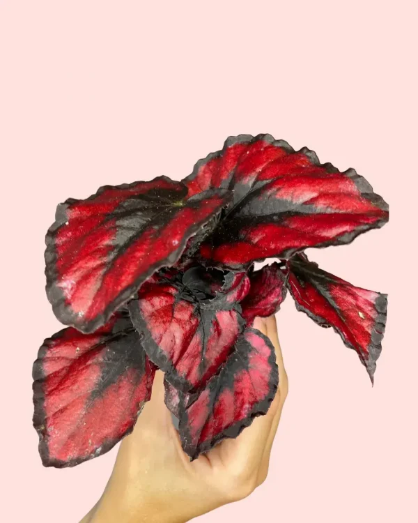 begonia-rex-blade-bebe