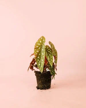 begoniamaculata