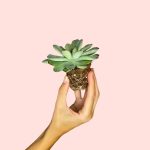 echeveria-pulidonis