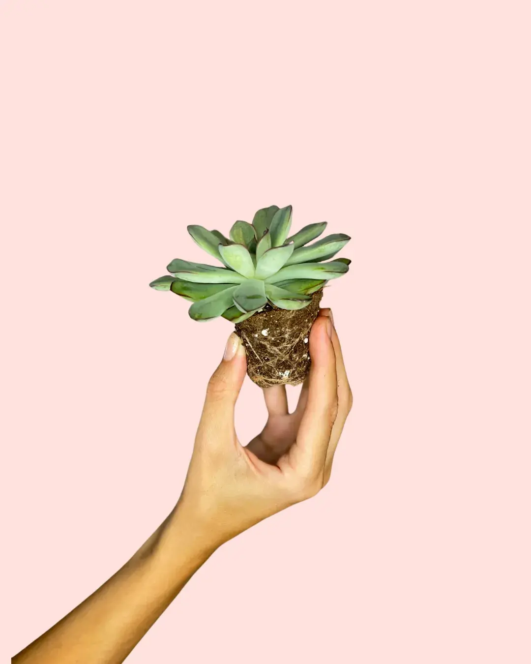 echeveria-pulidonis echeveria-pulidonis