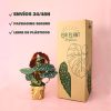 envios begonia maculata packaging