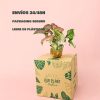 envios- seguro-syngonium-neon-pink