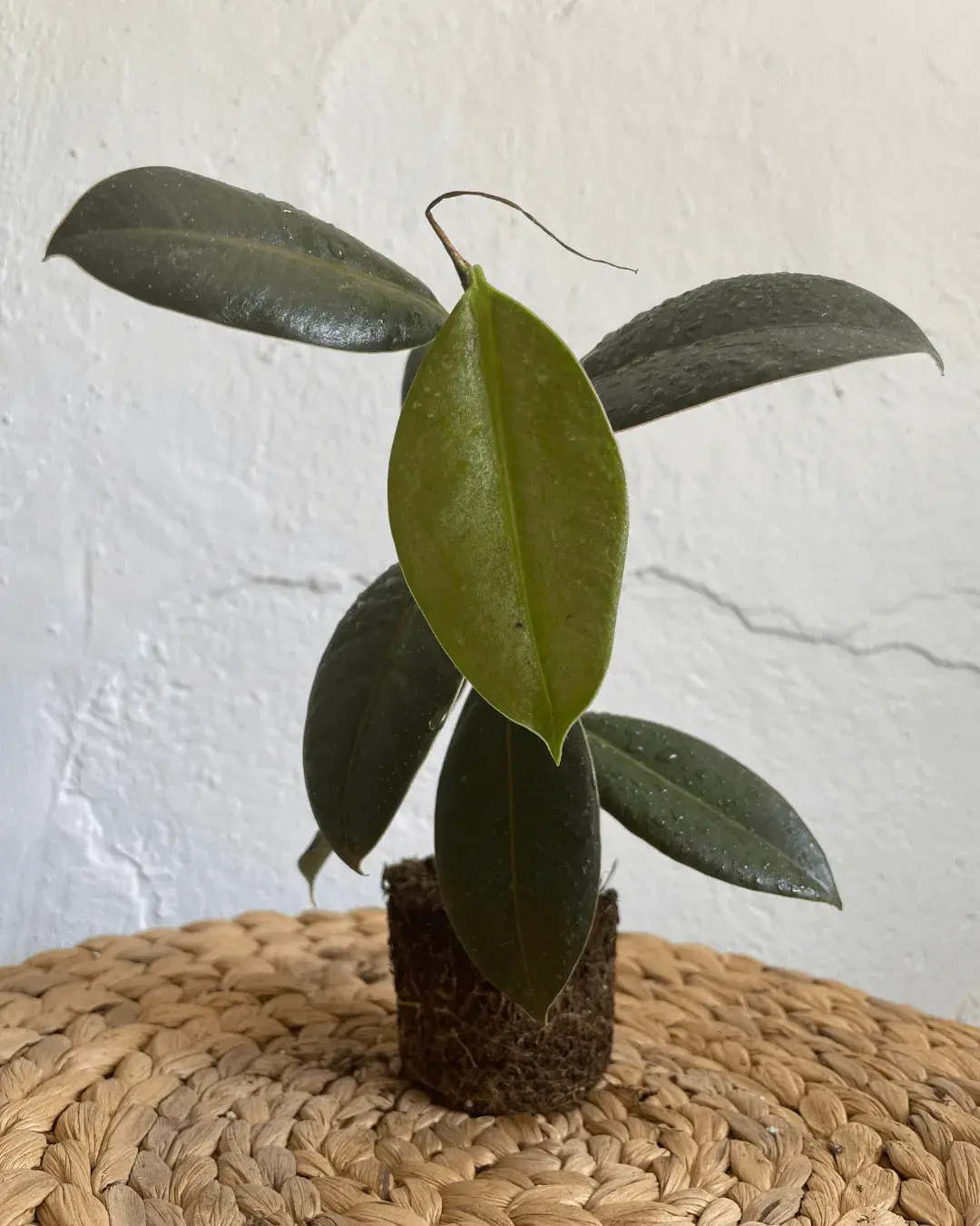 ficus-enfermedades enfermedades ficus planta