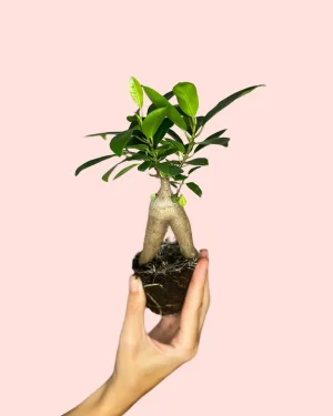 ficus-ginseng