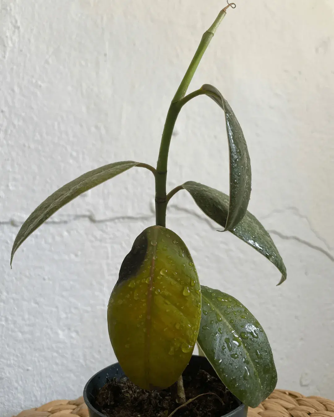 ficus-manchas-negras manchas negras ficus