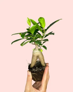 ficus-microcarpa-mini