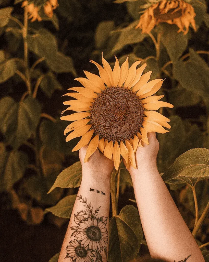 girasoles planta flor