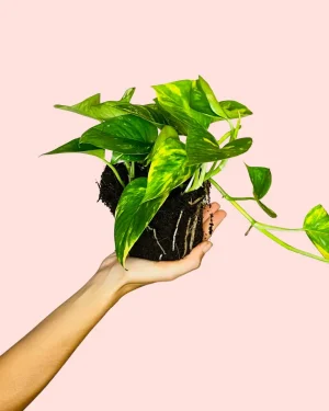 golden-pothos