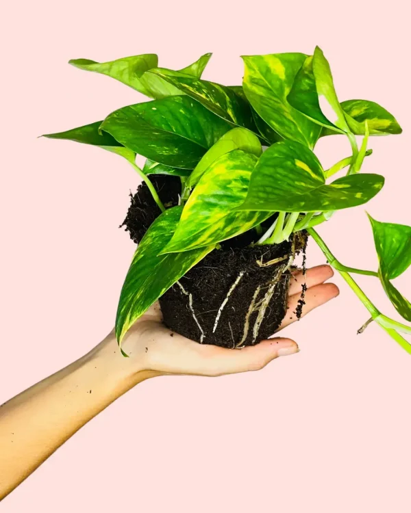 golden-pothos-hojas