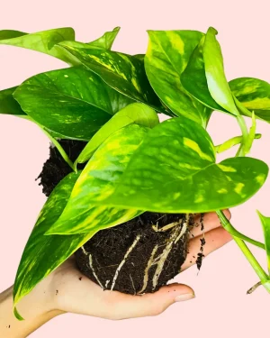 golden-pothos-planta