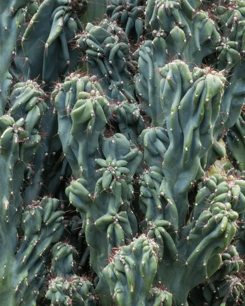 cactus aguanta el sol