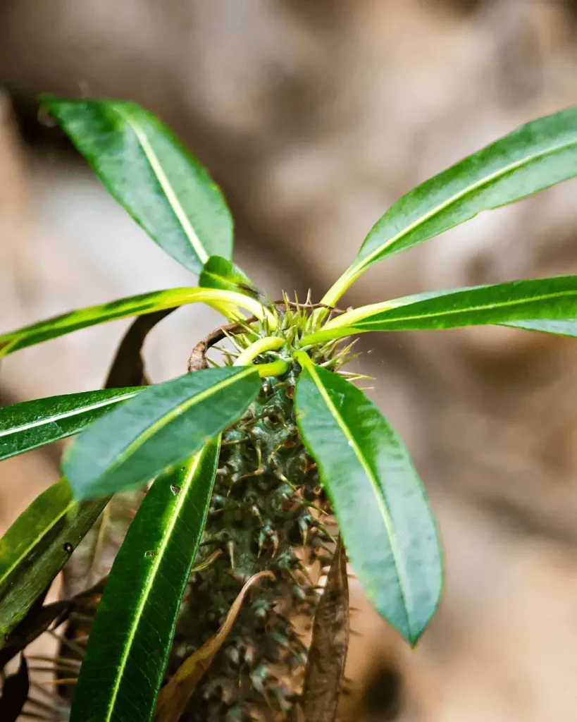 palmera de madagascar