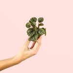 peperomia-albovittata