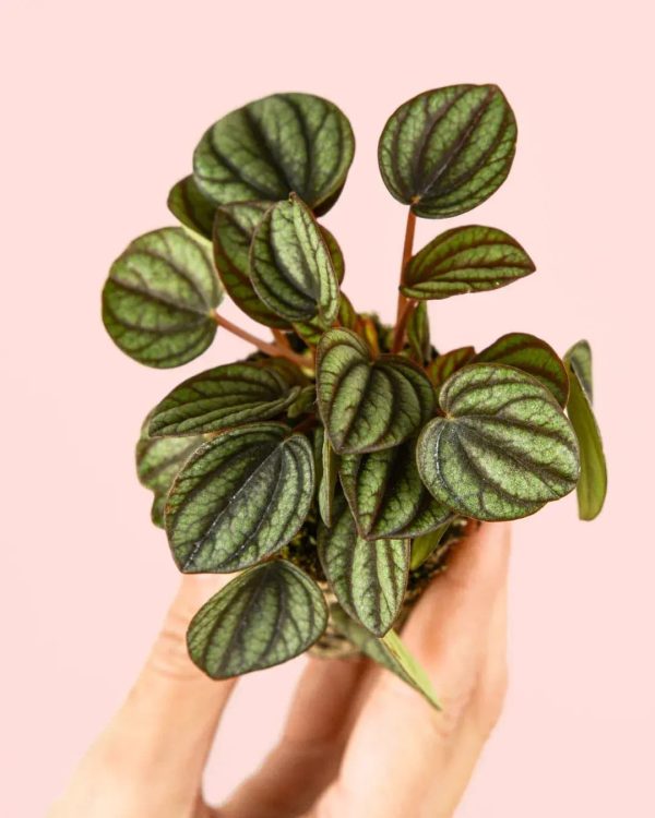 peperomia-albovittata-hoja