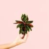 peperomia-caperata-rosso-mini