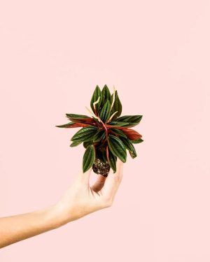 peperomia-caperata-rosso-mini