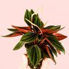 peperomia-caperata-rosso-mini-hoja