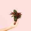 peperomia-caperata-rosso-mini-planta
