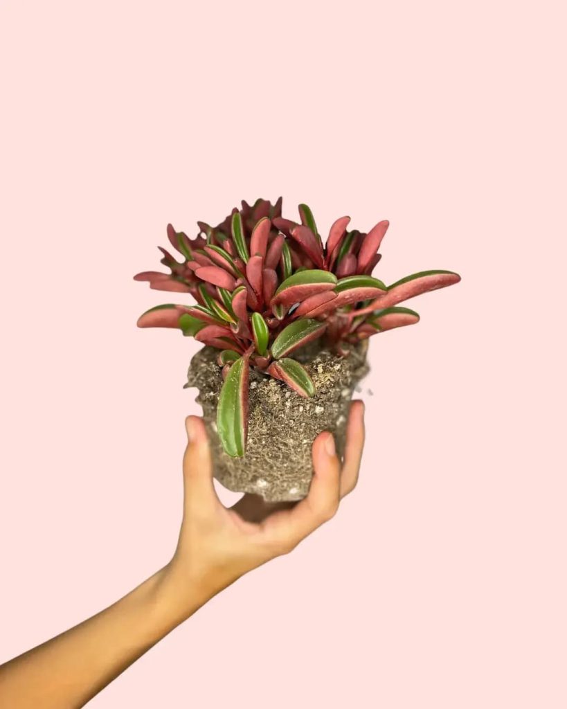 peperomia-graveolens
