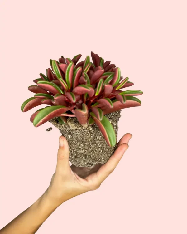 peperomia-graveolens-hoja