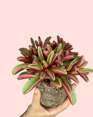 peperomia-graveolens-planta
