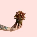 peperomia-graveolnes