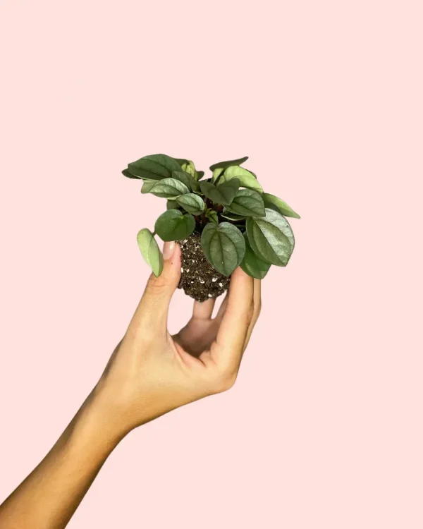 peperomia-milano-planta