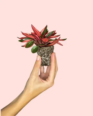 peperomia-caperata-rosso