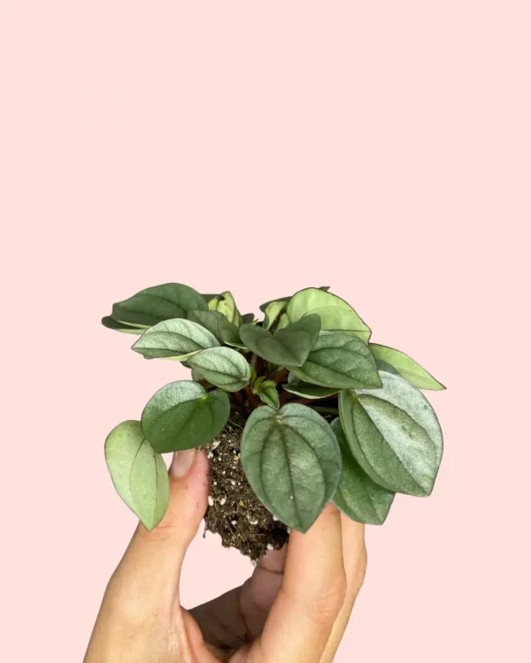 peperomia-milano-bebe