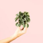 peperomia-milano-mini