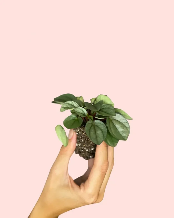 peperomia-milano-plantamini
