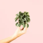 Peperomia Milano Mini