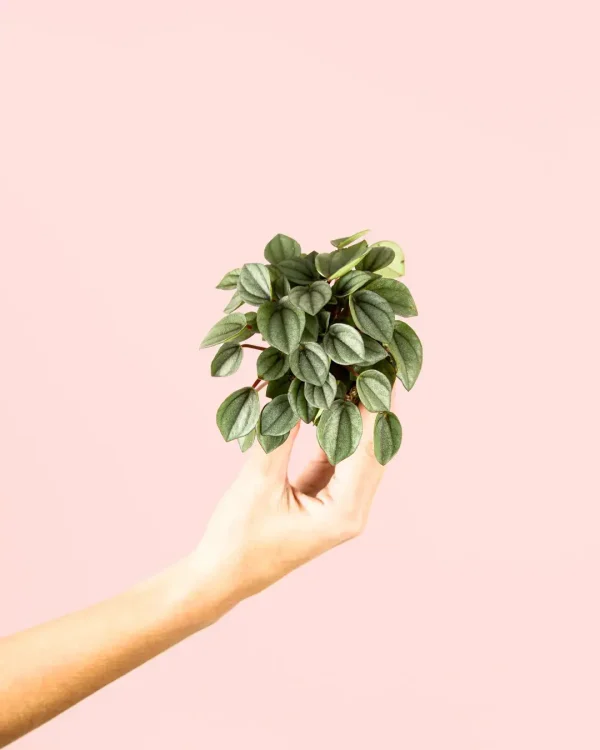 peperomia-milano-planta
