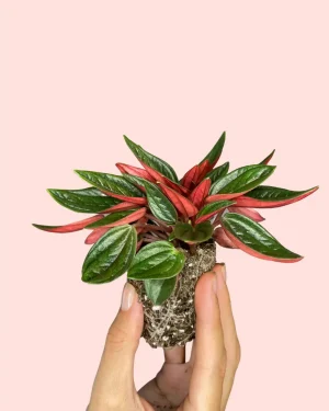 peperomia-milano-plantabebe