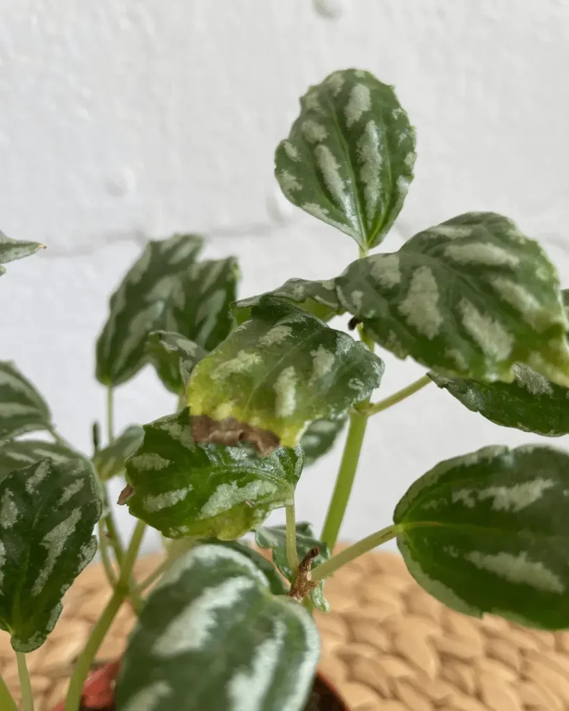 pilea cadierei hojas marrones