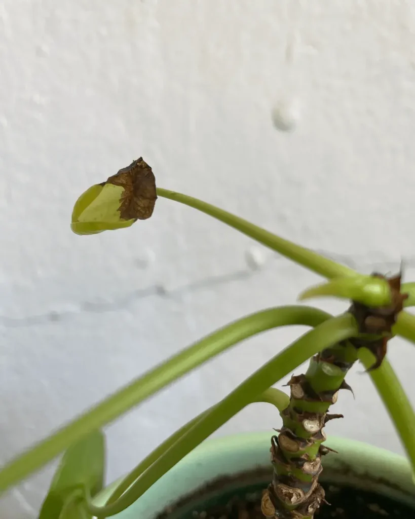 pilea bordes marrones