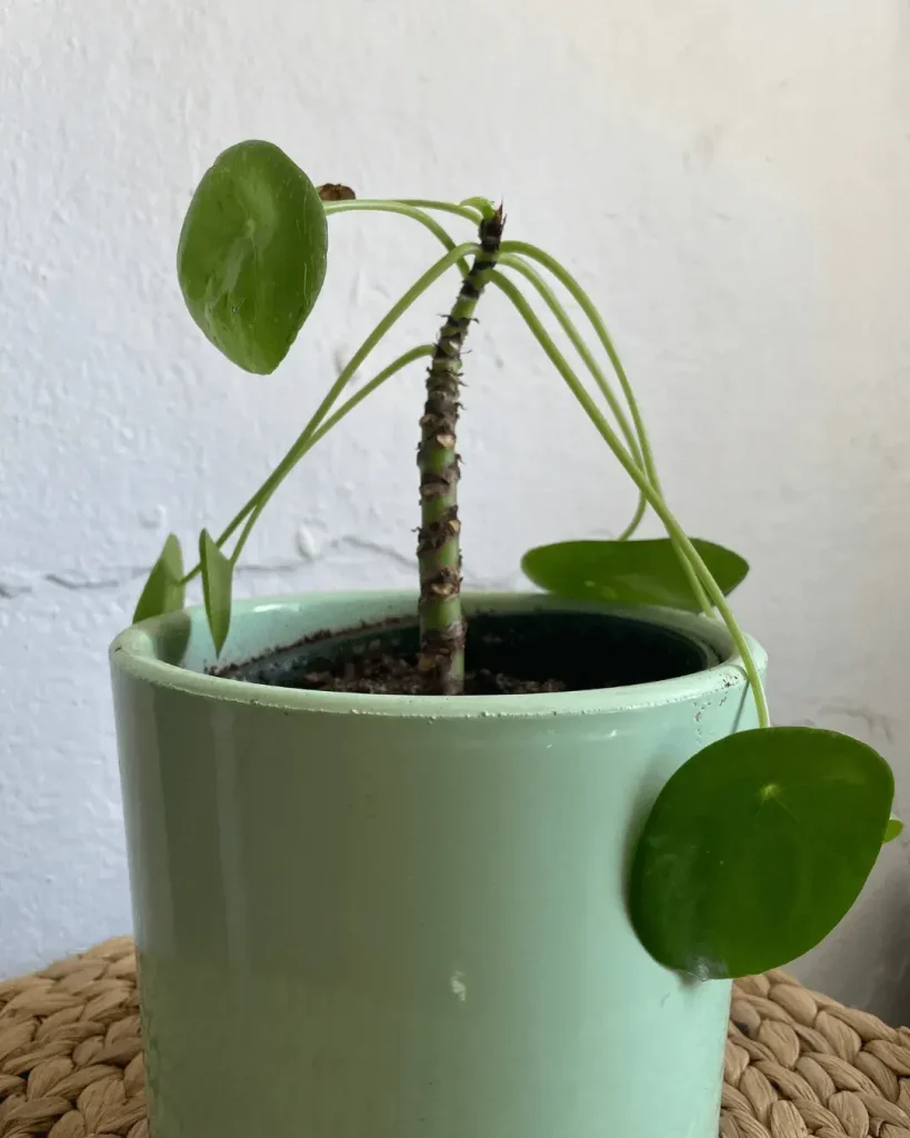 pilea peperomioides hojas dobladas