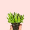 pitaya-planta-bebe